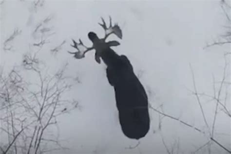 February 15, 2024. February 19, 2024. Canadian wildlife enthusiast Derek Keith Burgoyne was in New Brunswick, Canada, when his drone camera caught a moose shedding both of its antlers. "Once-in-a ...